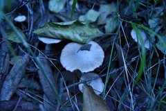 Coprinopsis uliginicola