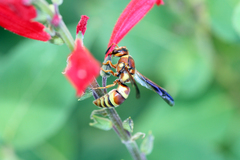 Euodynerus pratensis