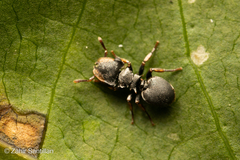 Cephalotes pusillus