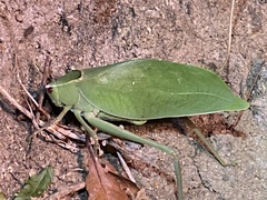 Stilpnochlora
