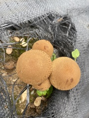 Flammulaster erinaceellus