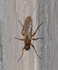 Lonchoptera bifurcata