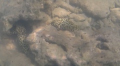 Epinephelus merra