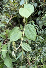Passiflora sodiroi