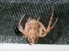 Diaea