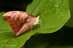 Catonephele mexicana