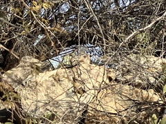 Ammospermophilus harrisii