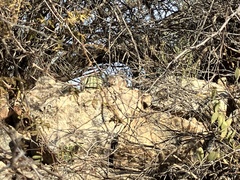 Ammospermophilus harrisii