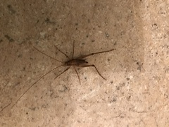 Macropathinae