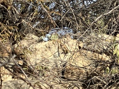 Ammospermophilus harrisii