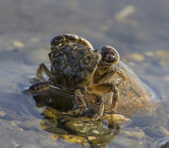 Hemigrapsus crenulatus