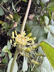 Passiflora sodiroi