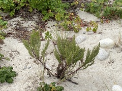 Artemisia campestris caudata