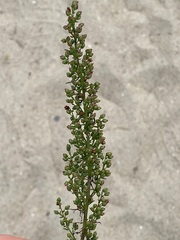 Artemisia campestris caudata