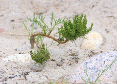 Artemisia campestris caudata