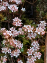 Sedum goldmanii