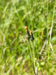 Pilosella × bifurca