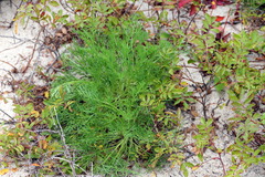 Artemisia campestris caudata