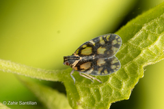 Bothriocera