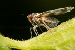 Bothriocera