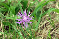 Centaurea