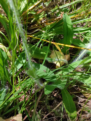 Pilosella × bifurca