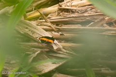 Catonephele mexicana