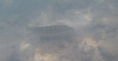 Lutjanus decussatus