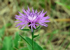 Centaurea
