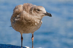 Larus glaucescens