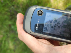 Pilosella × bifurca