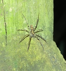 Acanthoctenus