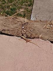 Liolaemus chiliensis