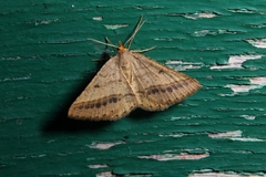 Isturgia arenacearia