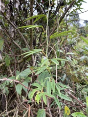 Passiflora harlingii