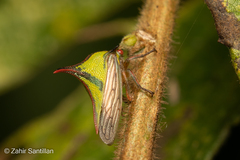 Umbonia