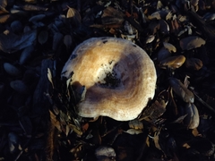 Lactarius alnicola