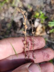 Veronica verna