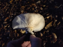 Lactarius alnicola