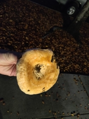 Lactarius alnicola