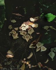 Fungi