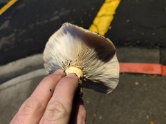 Lactarius alnicola