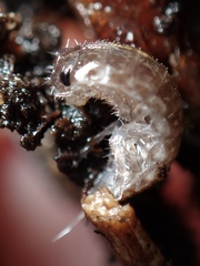 Oniscidea