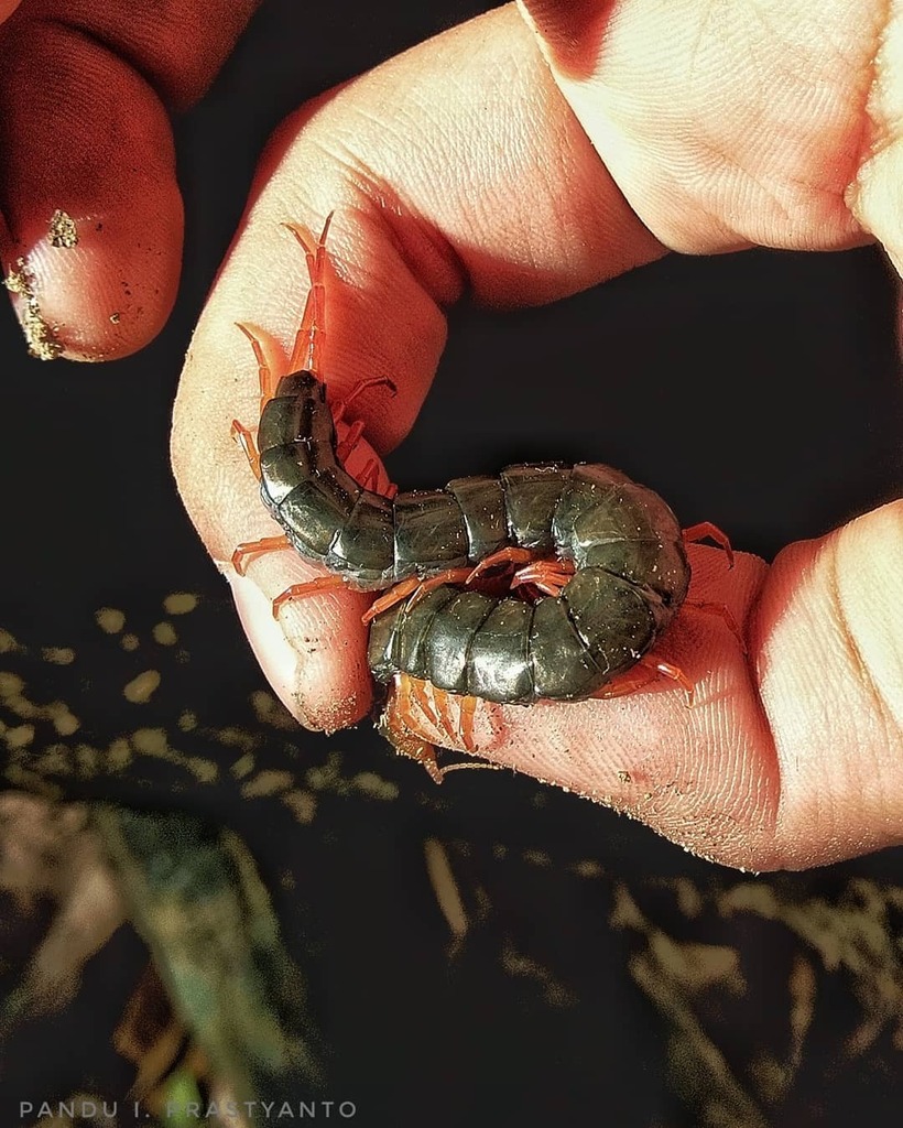 Scolopendra gracillima
