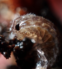 Oniscidea