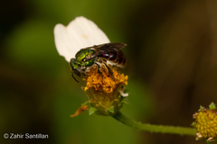 Augochloropsis ignita