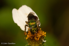 Augochloropsis ignita