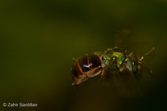 Augochloropsis ignita