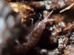 Oniscidea