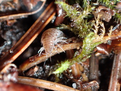 Oniscidea